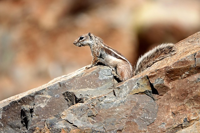 Rodent Control