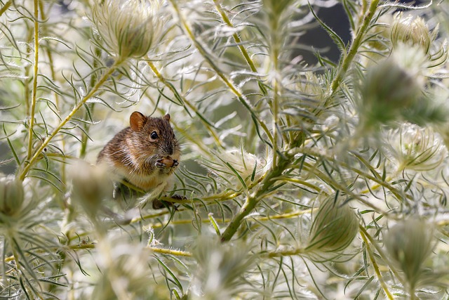 Rodent Control