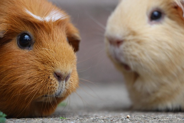 Rodent Control