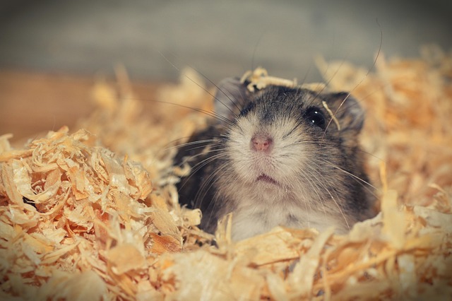 Rodent Control