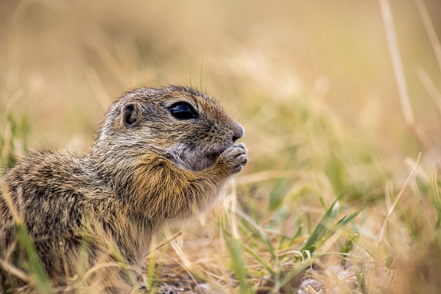 Rodent Control