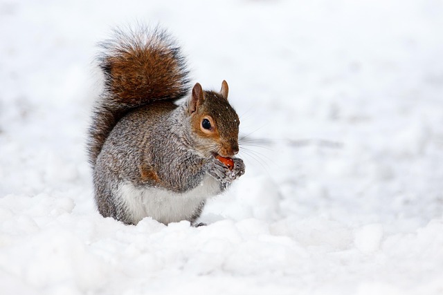 Rodent Control