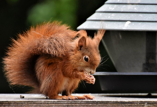 Rodent Control
