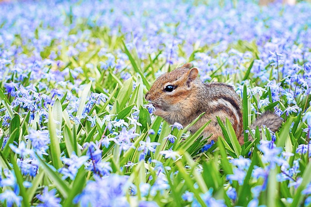 Rodent Control