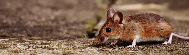 Rodent Control