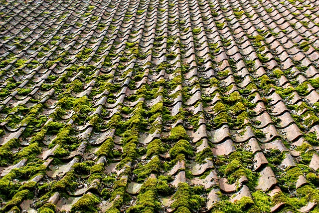 roof coatings