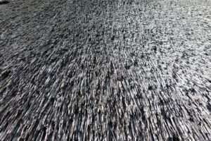 Extend Your Commercial Roof Lifespan with Local Liquid Coatings Experts