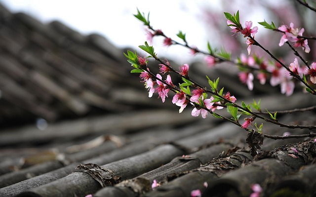 roof restoration service