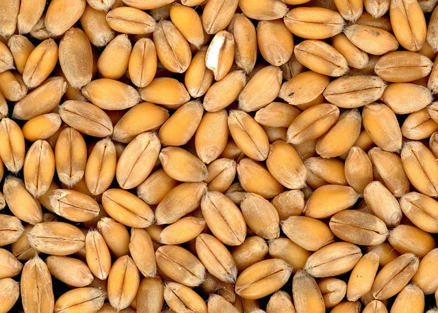semaglutide diet program