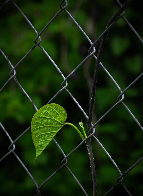 smart internal links for WordPress