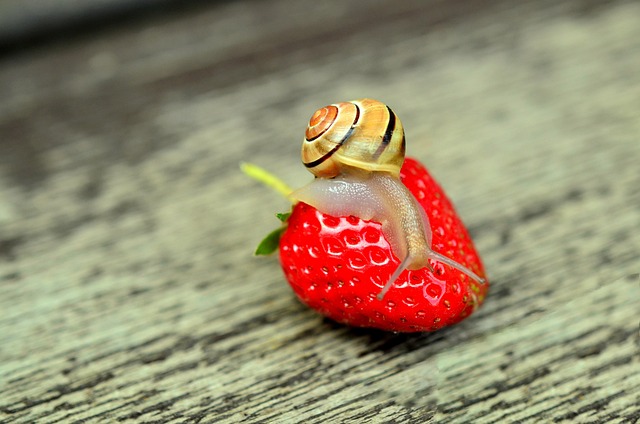 Strawberry Rosin Gummies