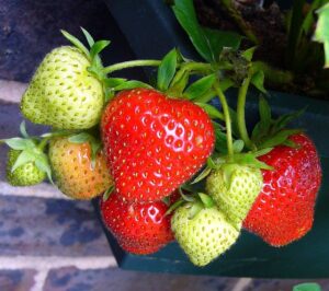 Unveiling Strawberry Rosin Gummies: Benefits and Where to Buy