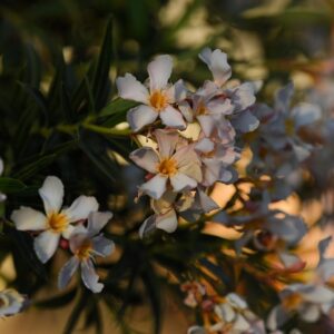Stress Relief Techniques in Chandler, AZ: Relax, Recharge, Thrive
