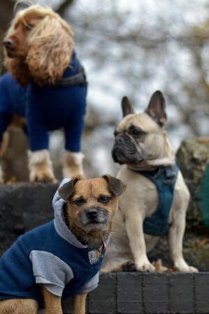 Mastering Tactical Dog Harnesses: Features, Selection, Training, and Care