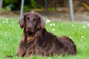 Maximize Tactical Dog Harness Durability: Comprehensive Guide