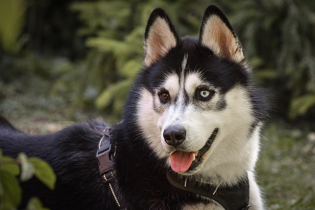 tactical dog harness