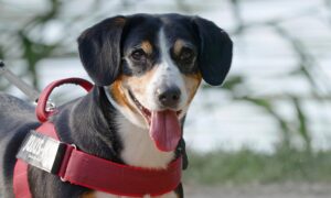 Tactical Dog Harnesses: Unlocking Enhanced Durability Secrets for Active Dogs