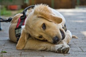 Maximizing Performance: The Ultimate Guide to Tactical Dog Harnesses for Working Dogs