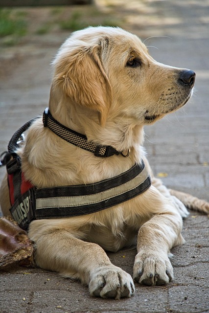 tactical dog harness