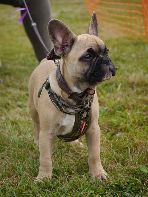 tactical dog harness