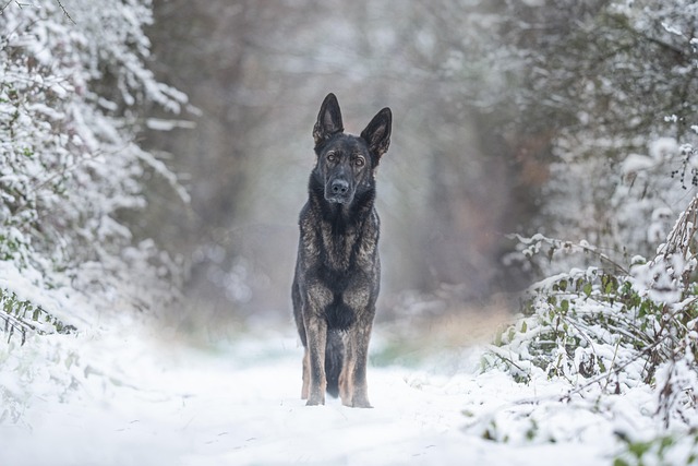 tactical dog harness