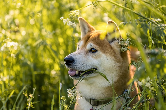 tactical dog harness
