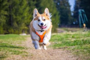Mastering Tactical Dog Harnesses: Essential Guide for Working Dogs