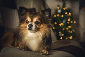 Mastering Adjustable Tactical Dog Harnesses: A Comprehensive Guide