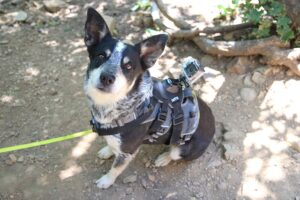 Tactical Dog Harnesses: Comfort-Padded Design for Enhanced Control