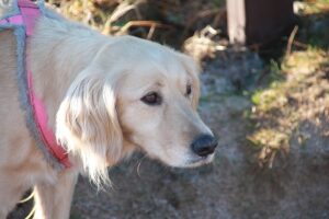 Customize Your Dog’s Style: Unleash with Tactical Patches