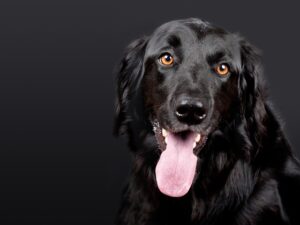 Quick-Release Buckles: Ensuring Safety in Tactical Dog Harnesses