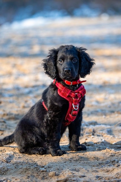 tactical dog harness