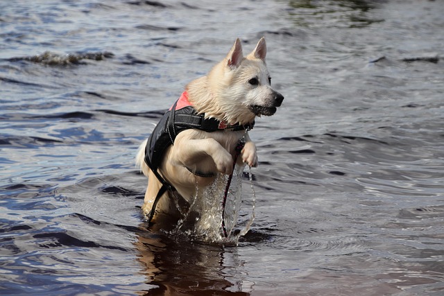 tactical dog vest