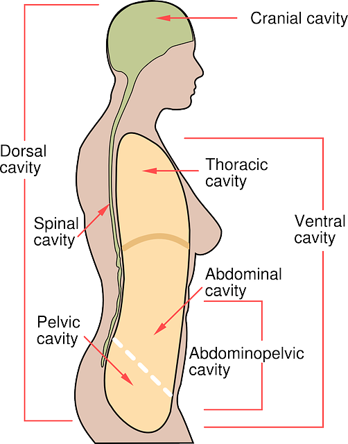 Abdominal CoolSculpting