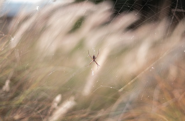 adaptive web design