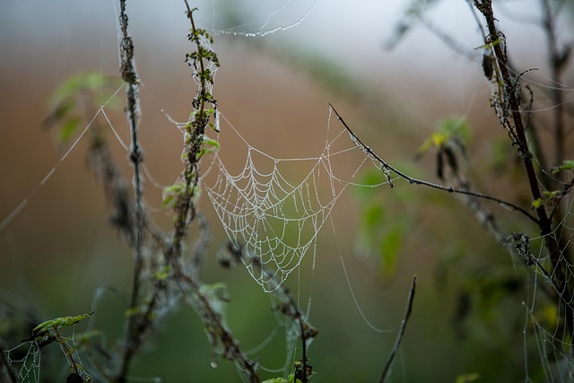 Affordable web design
