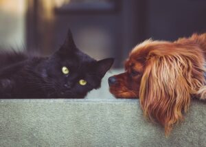 Cool Comforts: Navigating Air Conditioned Dog Houses for Optimal Pet Welfare