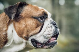 Cool Comfort: Exploring Air-Conditioned Dog Houses for Every Need