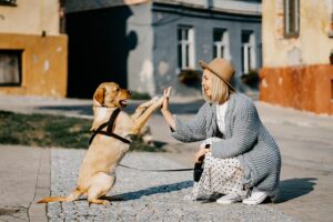 Cool Comfort: Navigating Air Conditioned Dog House Options
