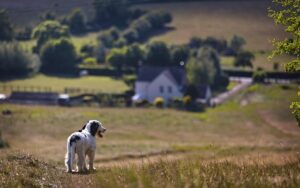 Cool Comfort: Exploring Air-Conditioned Dog Houses for Optimal Well-being