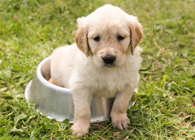 air conditioned dog house