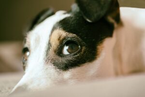 Cool Comfort: Navigating Air Conditioned Dog Houses