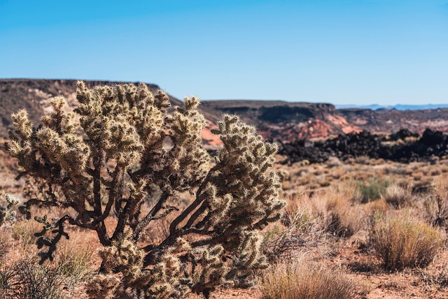 alcohol addiction therapy Mesa