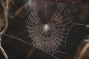 Premium Web Design: Elevate Your Brand’s Digital Storefront