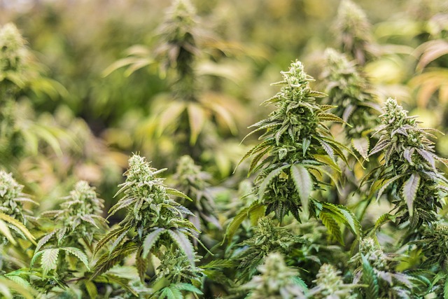 Best CBD Edibles