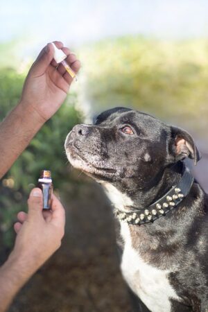 Unwinding with CBD Edibles: Finding Nature’s Calm