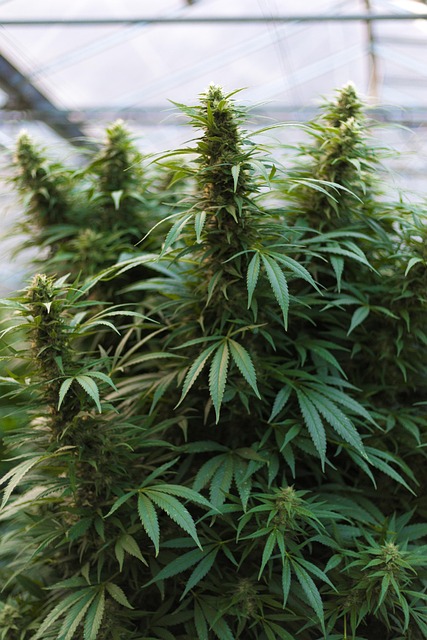 Best CBD Edibles