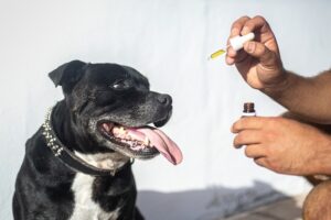 Unlock Relaxation: Exploring the Best CBD Edibles for Stress Relief