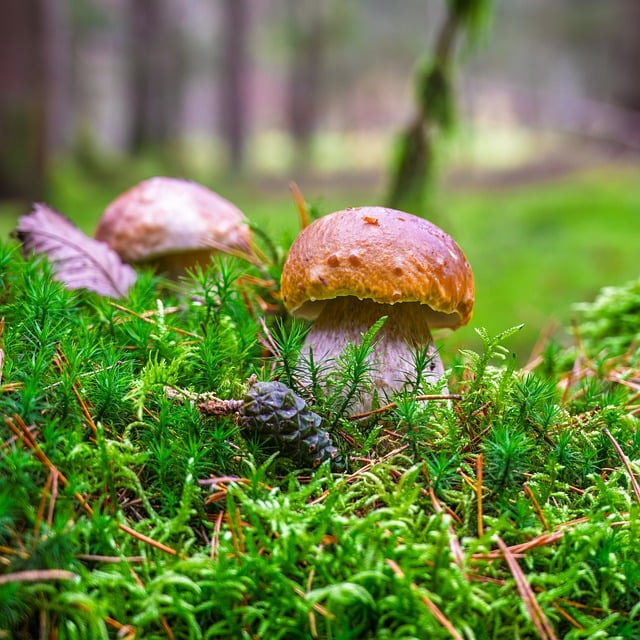 Best CBD Edibles