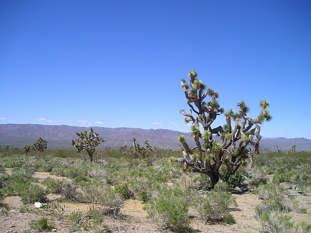 Bodify Arizona